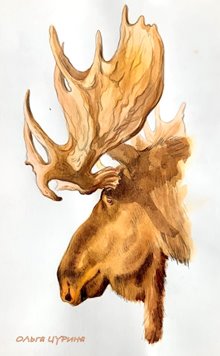 5.3 Лоси на выбор